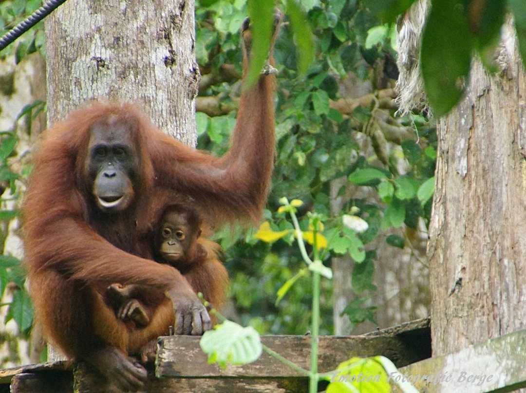 1627438255980_sabah_tourism_orang_utan