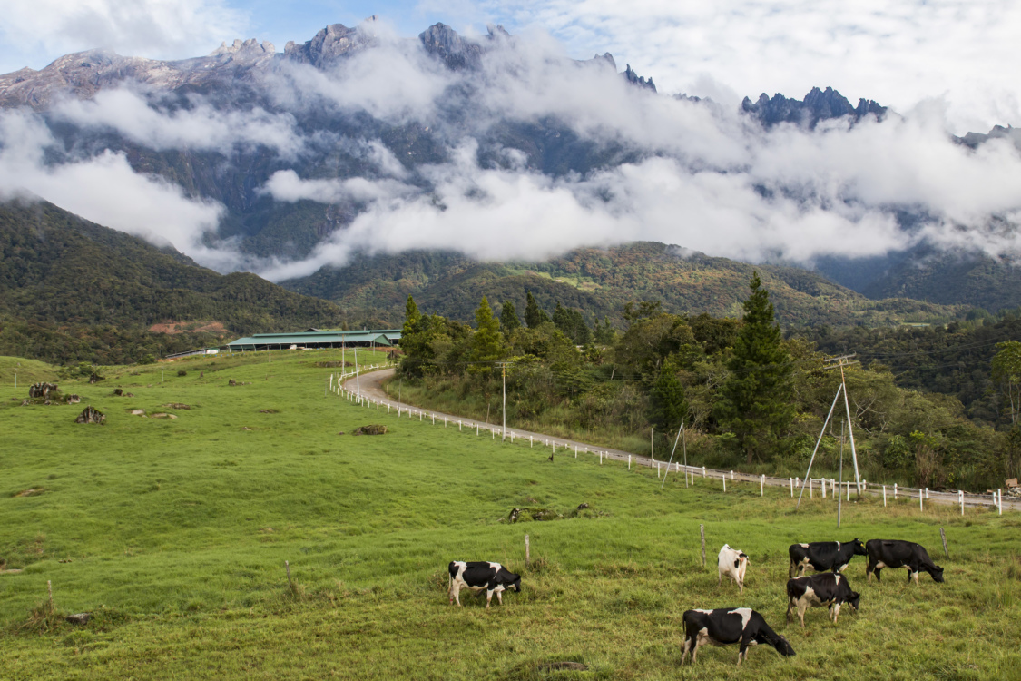 Kinabalu-Park_DESA-Farm