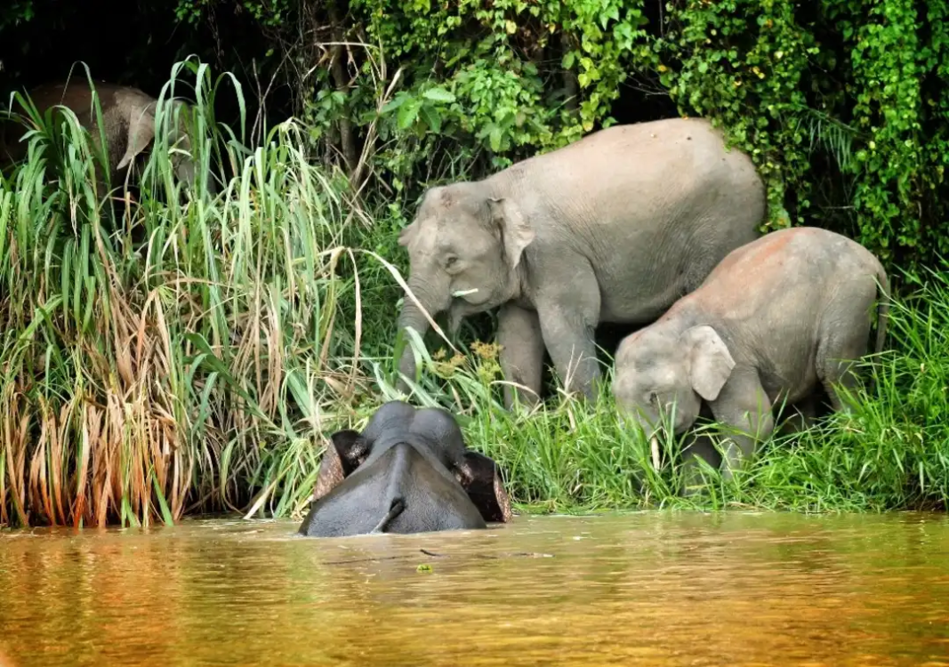 1627438277520_sabah_tourism_elephants